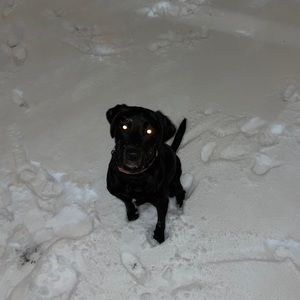 Meet your Posher, Donald